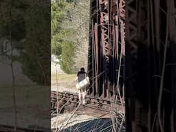 Never Do This!  Trespassing On Railroad Bridge, JawTooth shorts