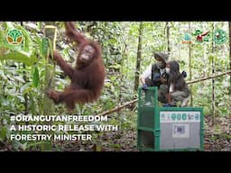 A VERY SPECIAL 27TH ORANGUTAN RELEASE FROM SAMBOJA LESTARI