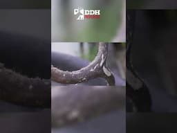 Be careful when handling velvet antlers #whitetaildeer #bowhunting #biology