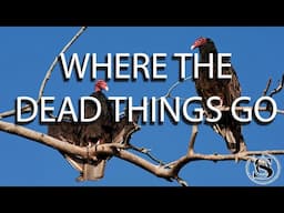 Where the Dead Things Go | Forest Exploration