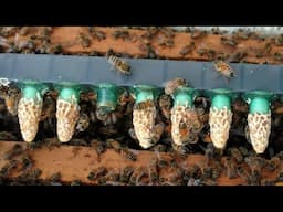 How Are Your Bees? - Live Q&A
