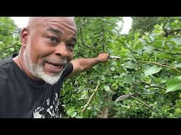 IS MY TREE DEAD⁉️CAN IT BE SAVED⁉️Lead Farmer 73 is live!