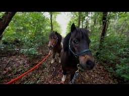 New Ponies and Perfecting Paradise.