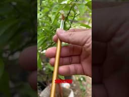 How to hand pollinate yuzu lemon 🍋 Japanese lemon