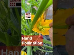 Hand Pollinating Courgettes #bumblebees #zucchini #polytunnel