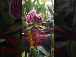Englewood Area Orchid Society Show 2025!