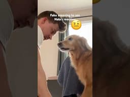 My dog’s morning routine: steal a sock. Do some stomps.