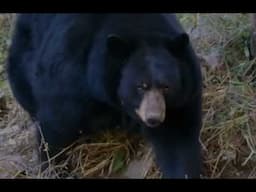 John Dennison's Knife Fight With A  Bear