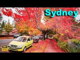 Australia Walking Tour - Autumn Colours  in Blackheath | 4K HDR