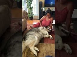 A nice after-dinner massage for my giant #malamute. 💙🐾 #rescue #rescuedog #adoptdontshop #dog