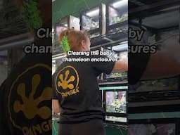 Cleaning baby chameleon enclosures!
