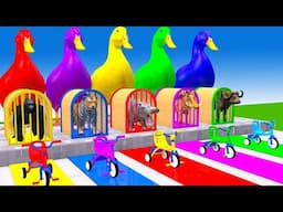 Long Slide Game With Elephant Gorilla Buffalo Hippopotamus Tiger - 3d Animal Game - Funny 3d Animals