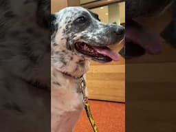Surviving Finals & Pet Therapy 🐶✨ | Cornell College