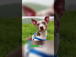 Tiny Terrier, Big Hunter – Meet the Teddy Roosevelt Terrier!