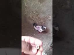 SIALKOT ME JAMMU KA KABOOTAR PAKDA GAYA