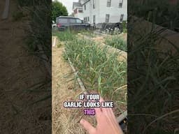 Stop fertilizing garlic when you see this! #gardening #gardentips #organicgardening