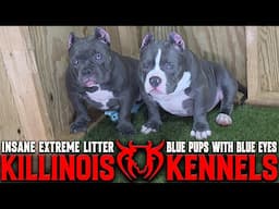 EXTREME AMERICAN BULLY PUPPIES FOR SALE FROM THE WORLD FAMOUS KILLINOIS KENNELS !!!!!