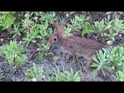 Hungry Animals with Ranger Ann at Myrtle Beach State Park