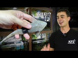 The Most INSANE Catfish I’ve Ever Owned (Chameleon Whiptail!)