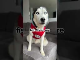 dogs read a story! listen to one fish blue fish from talking dogs! #shorts