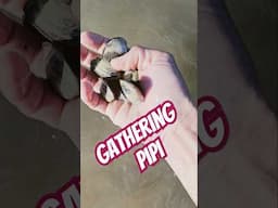 Gathering pipi in the far north #gathering #shellfish #seafood #food #beach
