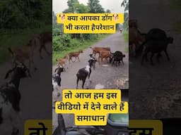 डॉग की शैतानी से कैसेबच्चे #amitalbinopets #shorts #dog #pets #shortvideo