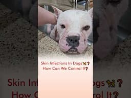 Skin Infection In Dogs 🦮❓ How Can We Control It❓