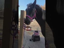 Goat thinks she is a Dog