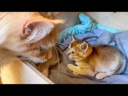 МЕЙН-КУНЫ ЗНАКОМЯТСЯ С ГИБРИДНЫМИ КОТЯТАМИ