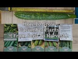 How To Grow Cucumbers From Seed To Harvest, Growing Cucumbers In Containers