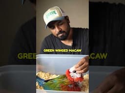65-Day-Old Macaw Chick READY for Training only  @Shaikh.tanveer | #GreenWingedMacaw #ShaikhTanveer