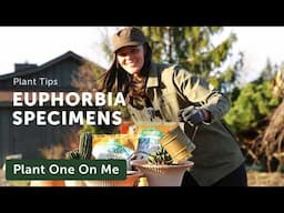 EUPHORBIA Specimen Repot — Ep. 412