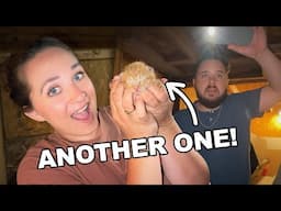 We Found ANOTHER Baby Kitten In Our Barn! 😻