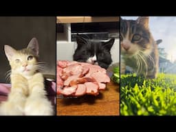 Cute and funny CATS.🐱 And Some Just Interesting Moments.😻Videos🔶 Сompilation # 60🔶