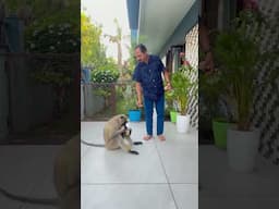 Today Captain Langur had roti from my hand - Langur Ki Mehmaan Nawazi