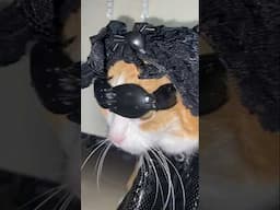 @LadyGaga Lady Kitty😎🕷️#ladygaga #monster #gaga #abracadabra