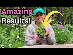 Making Free Plants  / Easily Propagate Plants From Cuttings