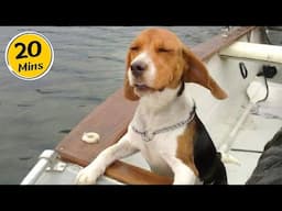 Dog Comedy That’ll Make You Laugh Out Loud! 🤣 Funny Dog Videos 2025