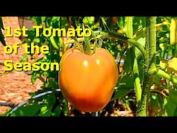 First Tomato of the Season at Deep South Texas