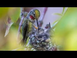 Master Foreground Blur and Depth of Field Photography