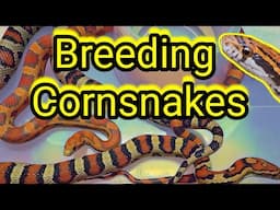 Breeding Amazing Cornsnakes 101. You have to see these snakes 🐍
