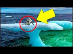 We Rescued a Polar Fox From an Iceberg – You Won’t Believe What Happened Next! #viralstory