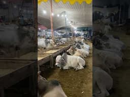 Mashallah 🥰 Qurbani2025❤️ #viralshorts #shorts