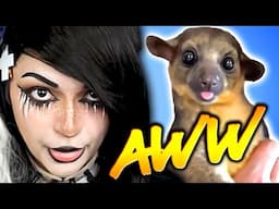 BLEP! | Try Not to AWW | 57