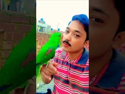 beautifull Birds viral video youtube clip #viralvideo #parrot #talkingparot #lovebirds #pakistan