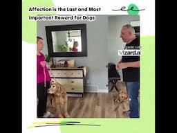 Affection is the Most Important Reward for Dogs