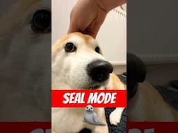 Sport mode = Seal mode #shibainu #cutenessoverload