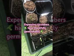 Expensive cucumber 🥒 seeds have germinated!!! #allotmentlife #growyourownfood #cucumberplant