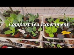 Compost Tea Experiment (Goat, Worm, Rabbit, Creek Water)