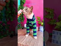 Cómo TE VE tu GATO REALMENTE? 🐈😺  #curiosidadesdegatos